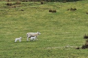31st Mar 2024 - Easter lambs