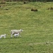 Easter lambs by christophercox