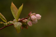 2nd Apr 2024 - Blueberry flowers in the Drizzle........