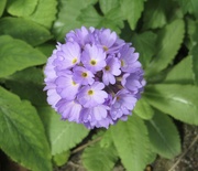 1st Apr 2024 - Primula denticulata