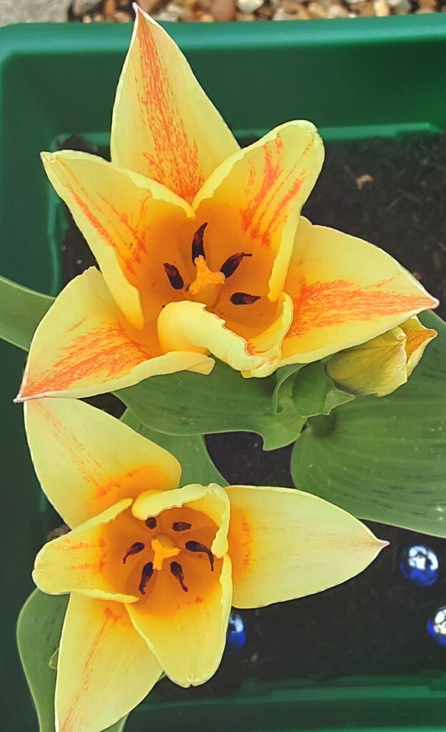 Red and yellow tulips. Home grown.  by grace55