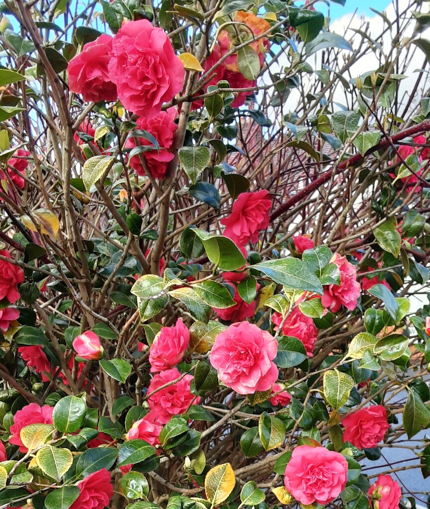 Pink Camellia flowers. by grace55
