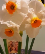 29th Mar 2024 - Home grown orange centred daffodils. 