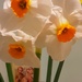 Home grown orange centred daffodils.  by grace55
