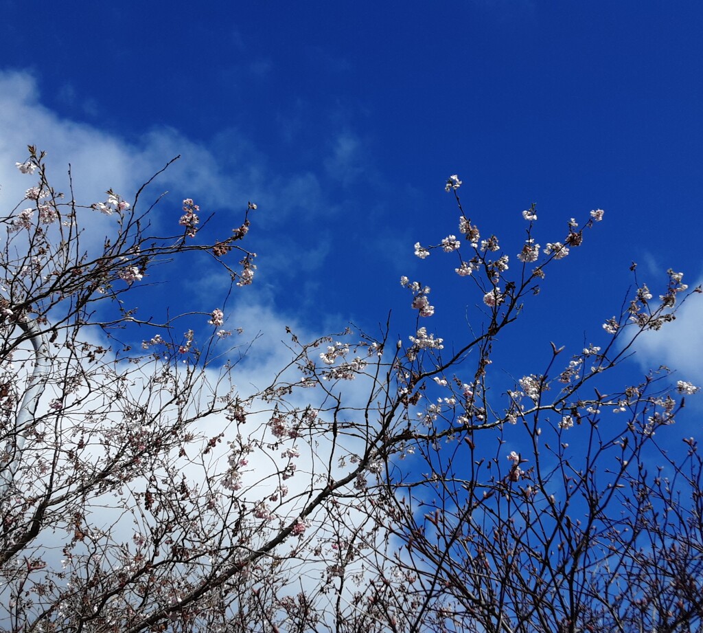 Splendid blossoms and a rare blue sky in Blackburn.  by grace55