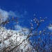Splendid blossoms and a rare blue sky in Blackburn.  by grace55