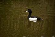 28th Mar 2024 - Tufted Duck.....