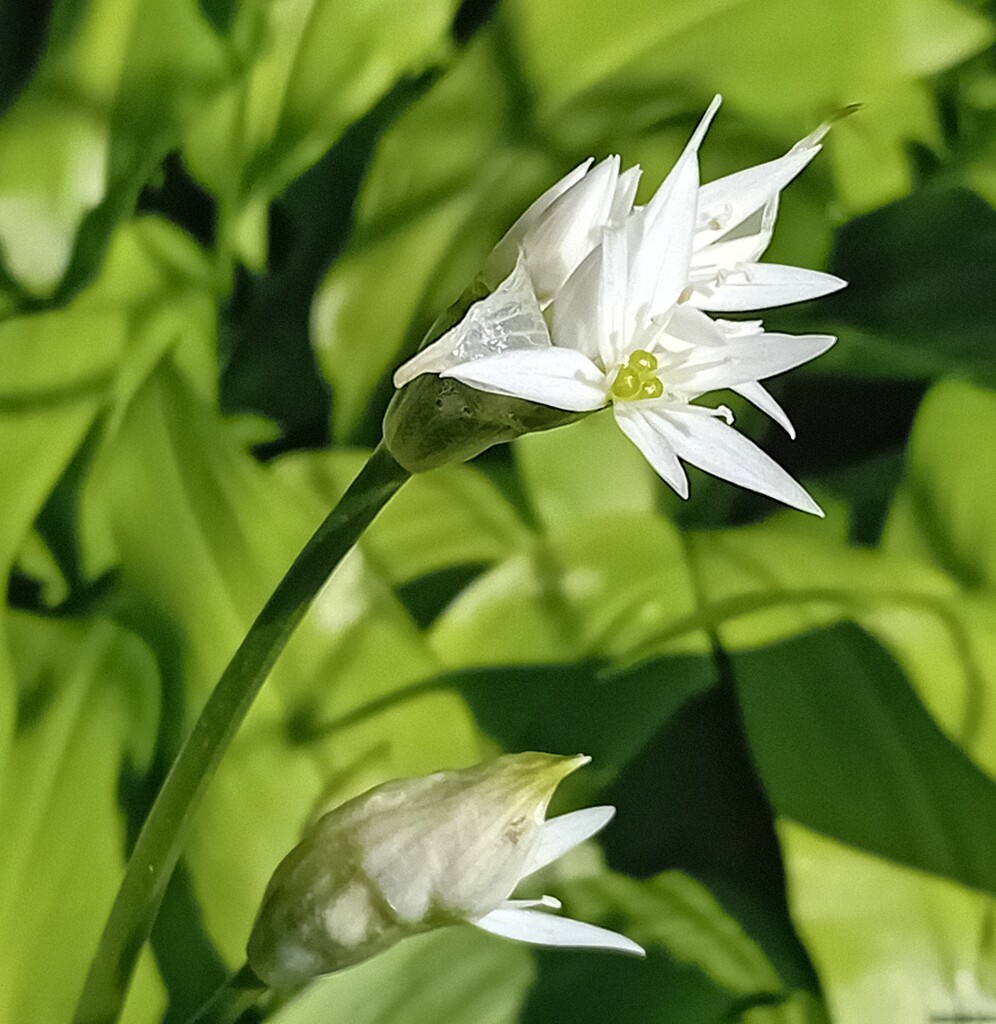 Wild garlic by flowerfairyann