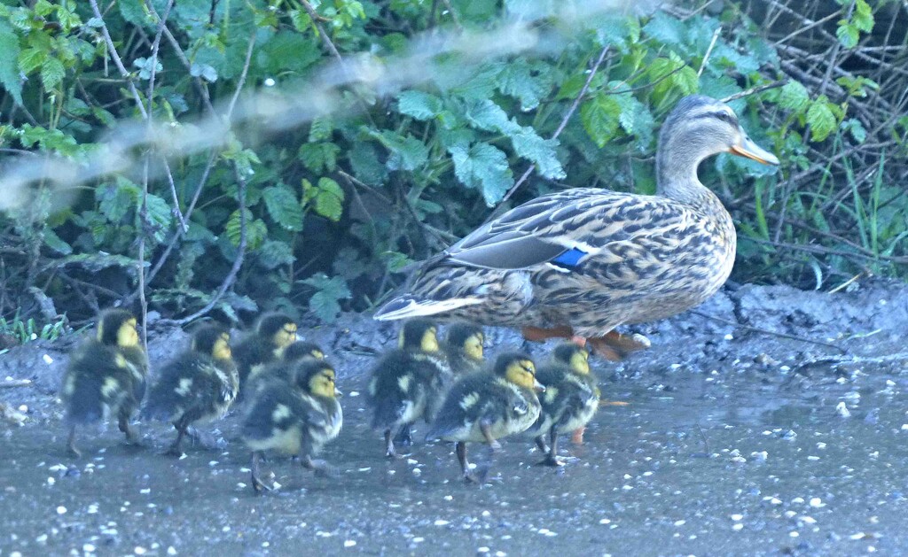 Nine Ducklings by arkensiel