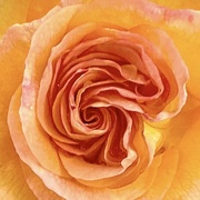 30th Mar 2024 - Golden Rose