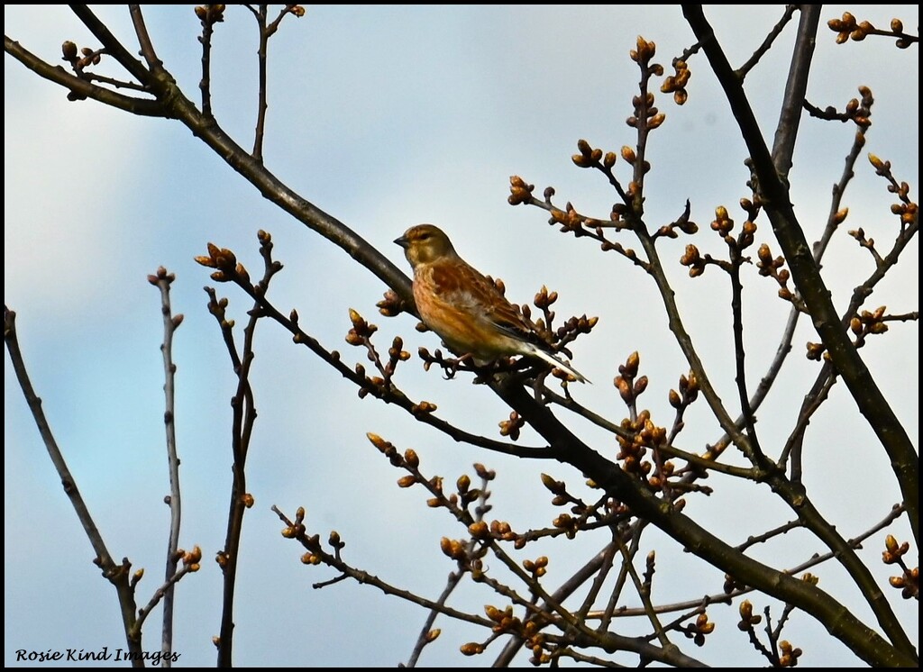 Another linnet by rosiekind