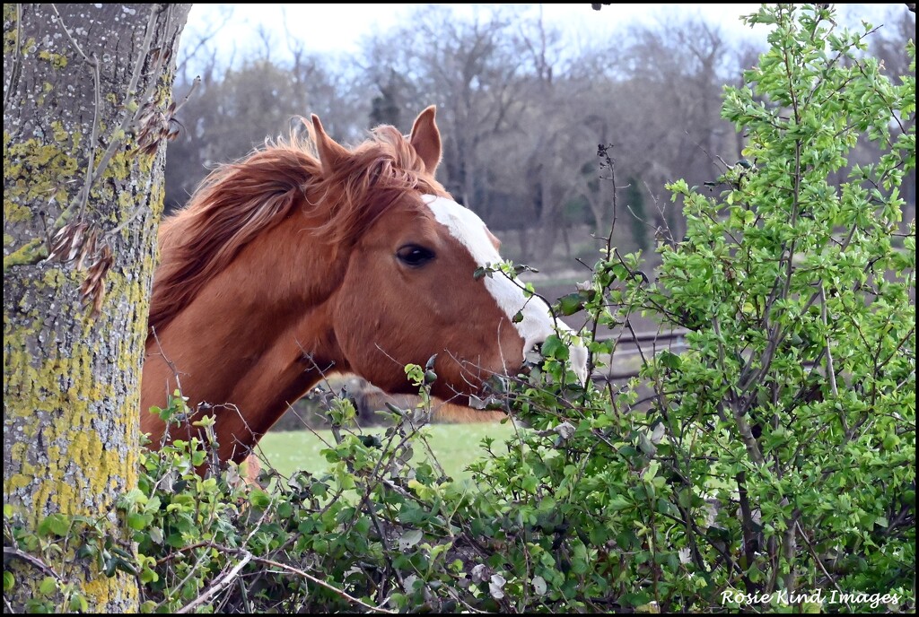 Munching on the hedge by rosiekind