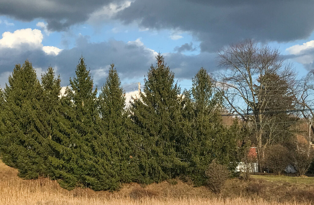A row of pine trees by mittens