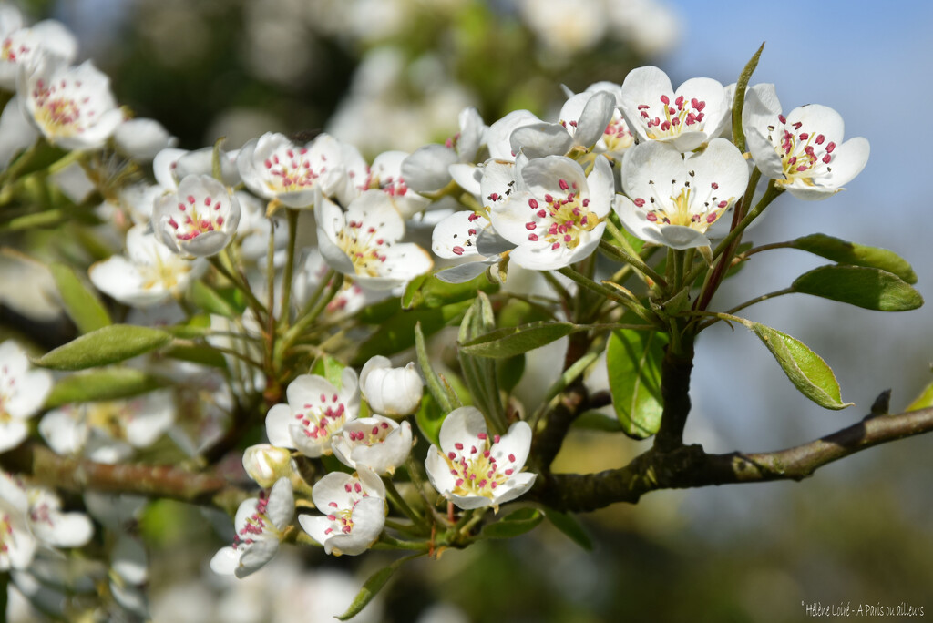 Pear tree in bloom by parisouailleurs