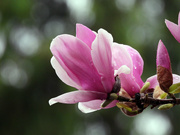 1st Apr 2024 - Rainy Day Magnolia 