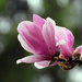 Rainy Day Magnolia  by seattlite