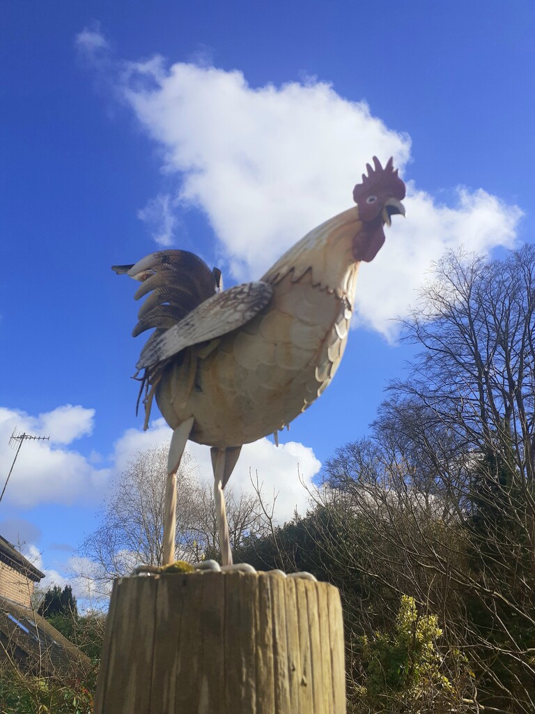 Rooster upright  by jackspix