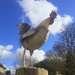 Rooster upright  by jackspix