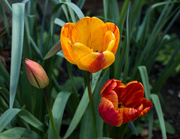 1st Apr 2024 - Tulips in the sun
