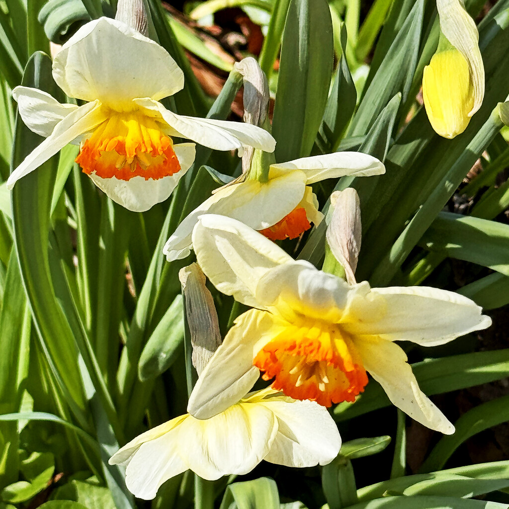 Daffodils In The Sun by yogiw