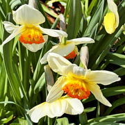 27th Mar 2024 - Daffodils In The Sun