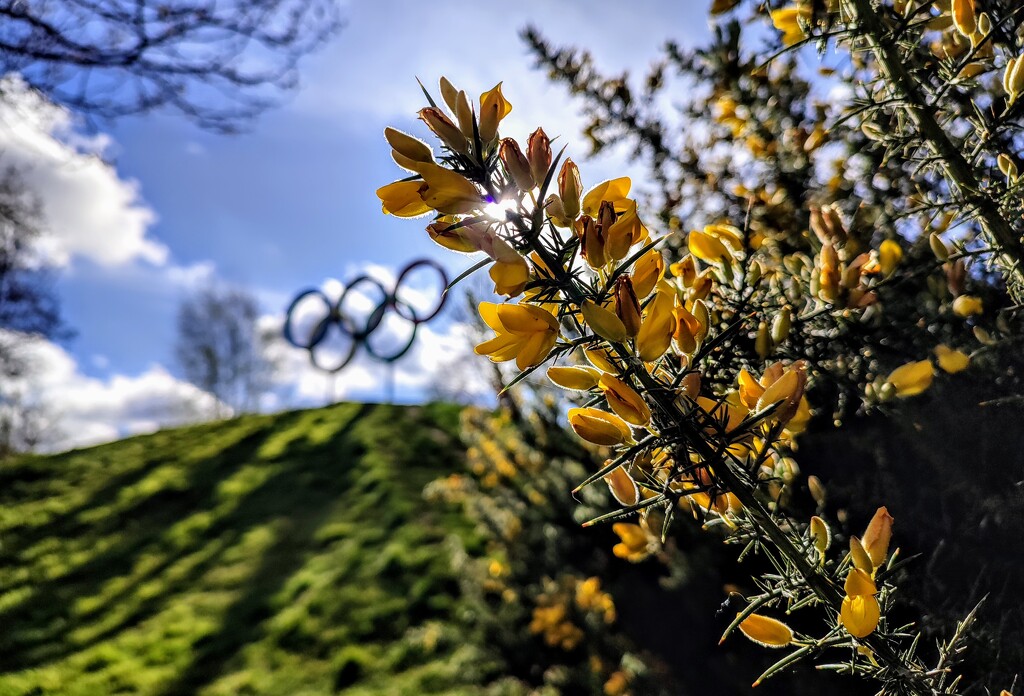 Gorse and Olympic rings by boxplayer