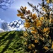 Gorse and Olympic rings by boxplayer