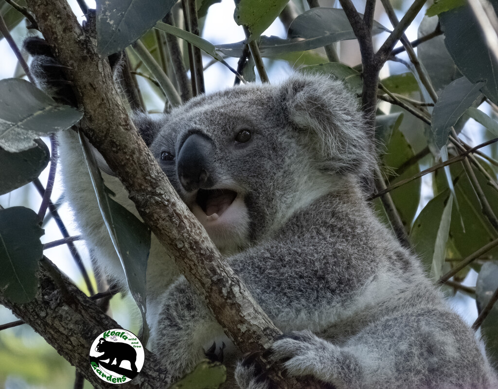 mid yawn by koalagardens