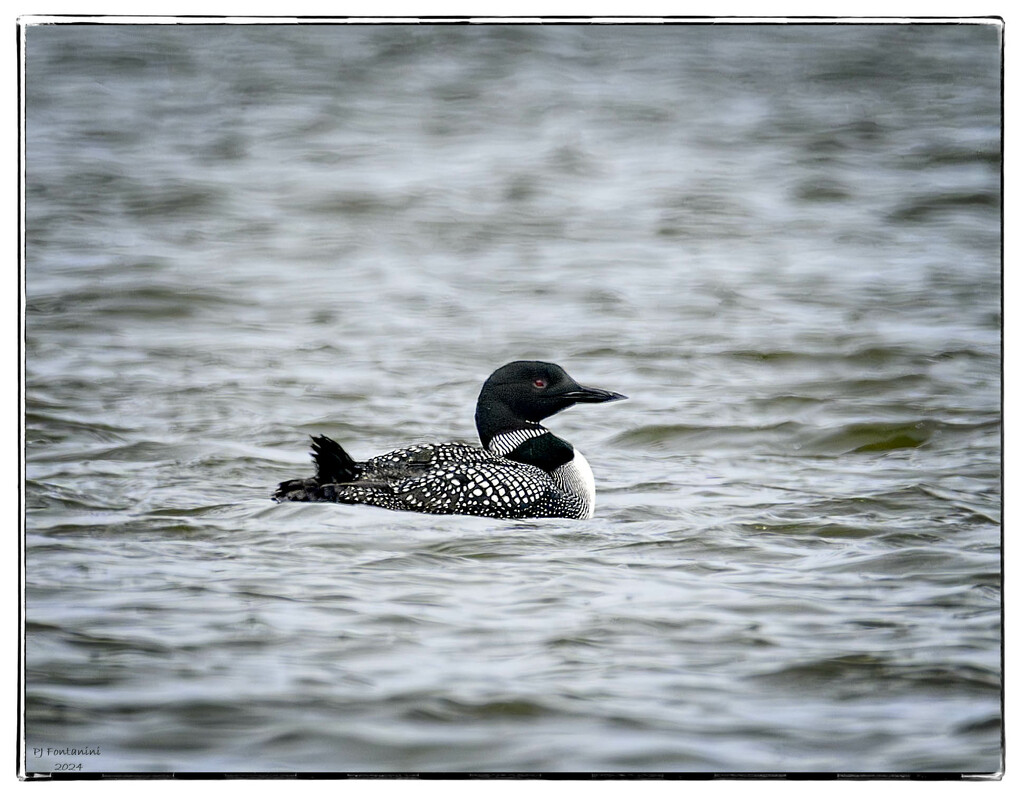 Common Loon by bluemoon