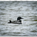 Common Loon by bluemoon