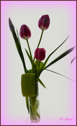 1st Apr 2024 - Tulips 