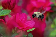 1st Apr 2024 - Bumble Bee