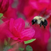 Bumble Bee by kvphoto