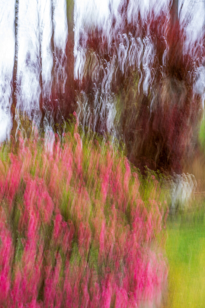 Spring Bloom ICM by kvphoto