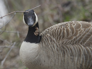 1st Apr 2024 - Canada goose