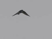 1st Apr 2024 - tree swallow