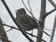 1st Apr 2024 - song sparrow
