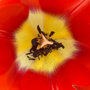 1st Apr 2024 - Lost in a tulip