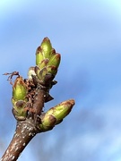 1st Apr 2024 - Spring Leafing!