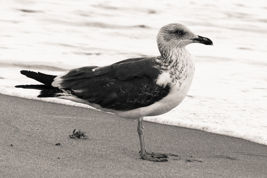 Fort Lauderdale Gull by plebster