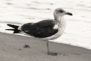 30th Mar 2024 - Fort Lauderdale Gull