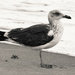 Fort Lauderdale Gull by plebster