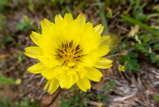 27th Mar 2024 - Yellow flower