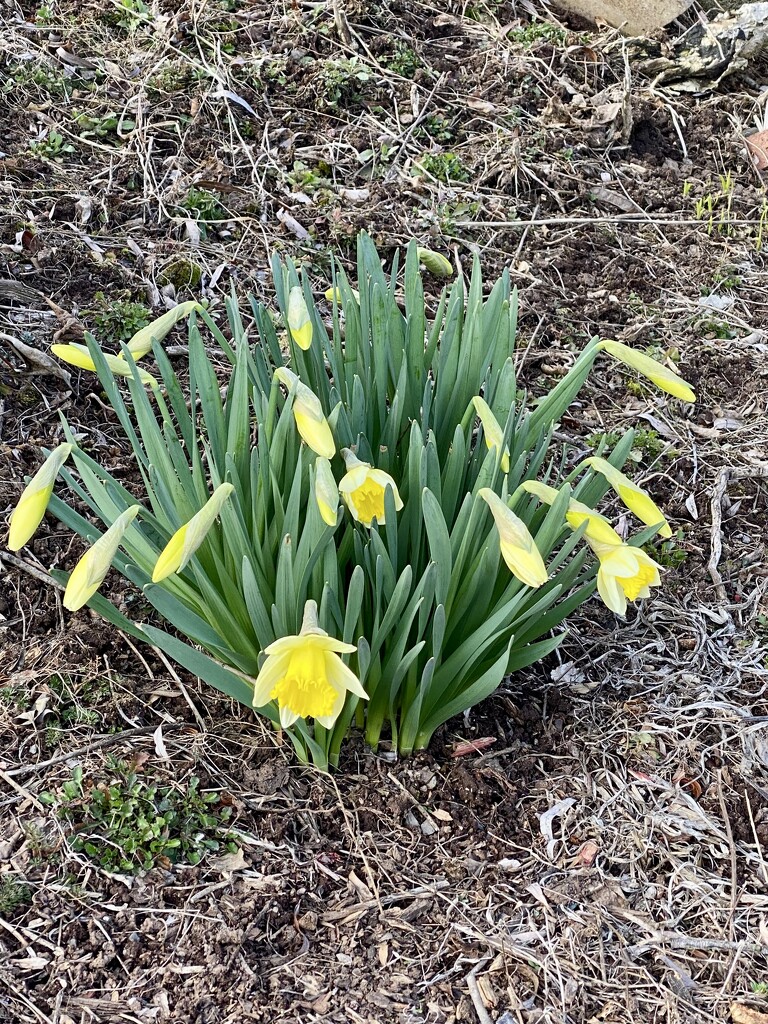 Daffodils by mtb24