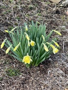 1st Apr 2024 - Daffodils
