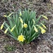 Daffodils by mtb24
