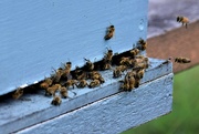 2nd Apr 2024 - Stingless Bees ~