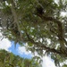 Great Oak of Warran's Pond by photohoot