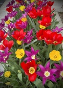 1st Apr 2024 - Brilliant Blooms