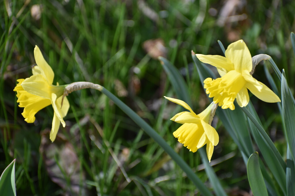 My First Daffodils of 2024 by bjywamer